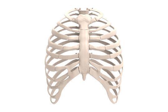 3d render Rib cage bones. Human skeletal system
