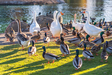 Flock of ducks and geese on the grass close to the pond in public city park in sunny sunlight