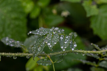 Water drops on leaves after rain