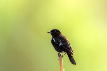 The pied bush chat is a small passerine bird found ranging from West Asia and Central Asia to the...