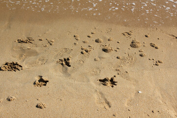 Birds footprints on sand beach in sunny day