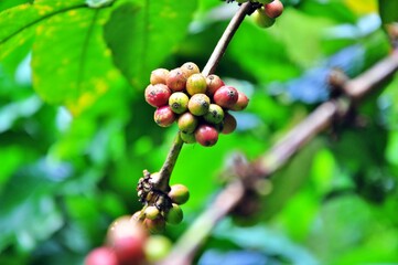 coffee beans and coffee trees in the coffee garden.