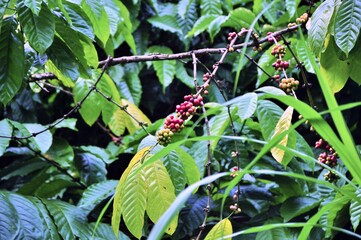 coffee beans and coffee trees in the coffee garden.