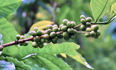 coffee beans and coffee trees in the coffee garden.