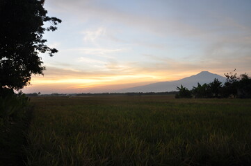 sunset over the field