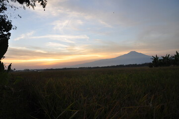 sunset over the field