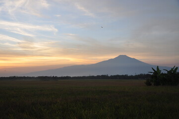 sunset over the field