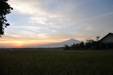 Fototapeta premium sunset over the field