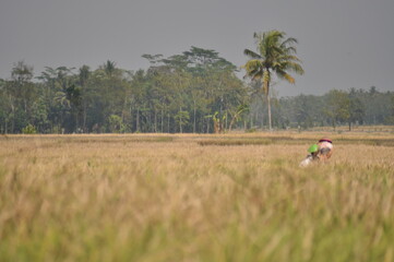 farmer in field