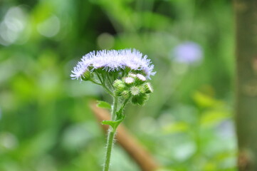 white dandelion flower