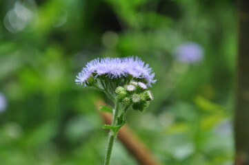 dandelion in the wind