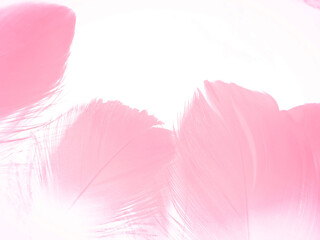 Beautiful abstract light pink feathers on white background,  white feather frame texture on pink...