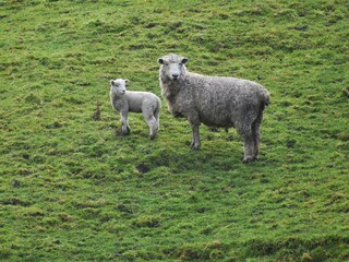 New Zealand, meeting two sheeps on our walk. Do you know that there are six times more sheeps in New Zealand than people?