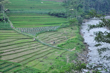 rice terraces