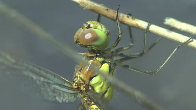 Portrait Dragonfly, without one wings, order Odonata, sitting on dry stem of grass of background green. View Macro insect in wildlife