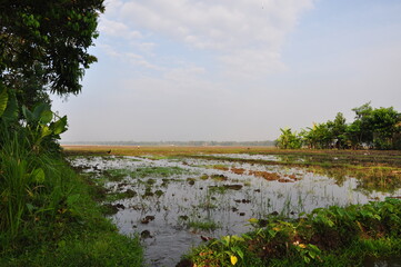 rice field