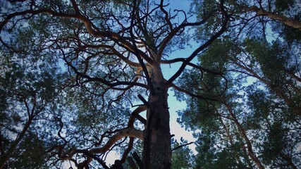 trees and sky