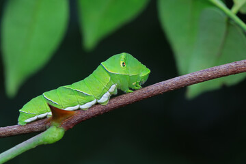 Papilio Zanthoxylum lives on wild plants in North China