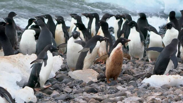 There were some ice chips on the gravel along the shore. There are some Adelie penguins here.