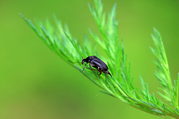 Coleoptera flower fleas crawling on weeds