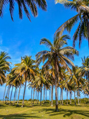 Fototapeta na wymiar beauty palm tree in daylight moment with beauty beach in north bengkulu, indonesia, asia travel destination