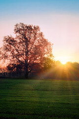 Naklejka premium Oak tree in the background and the rising sun behind the forest in the background and a field with young corn in the foreground. 