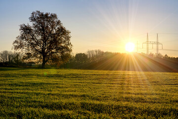 Oak tree in the background and the rising sun behind the forest in the background and a field with young corn in the foreground.
