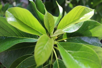 fresh leaves all around us