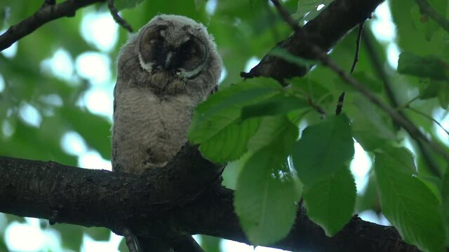 Close up of young long eared owl (Asio otus) sitting and falling asleep on dense branch deep in crown. Wildlife tranquil portrait footage of bird in natural habitat background