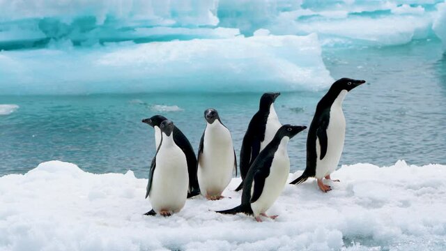There were six Adelie penguins standing on the snow and ice at the beach. The color of the sea is light blue.