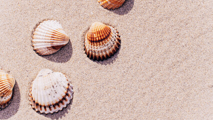 Summer time. Seashells, starfishes on sand ocean beach background. Travel concept in minimal style.