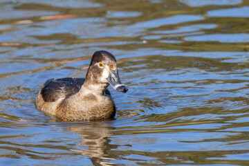 クビワキンクロ