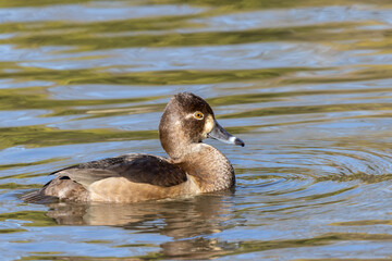 クビワキンクロ