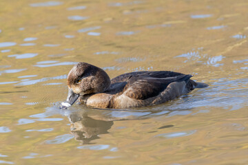 クビワキンクロ