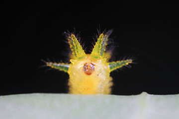 The larvae of moths are covered with bristles and look terrible