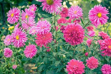 Pink asters growing in the summer garden.