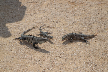 Iguana on the Caribbean Sea. Ancient Mayan city in Mexico. Ruins of Tulum, Yucatan