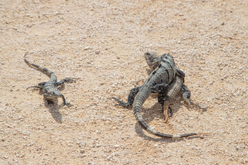 Iguana on the Caribbean Sea. Ancient Mayan city in Mexico. Ruins of Tulum, Yucatan
