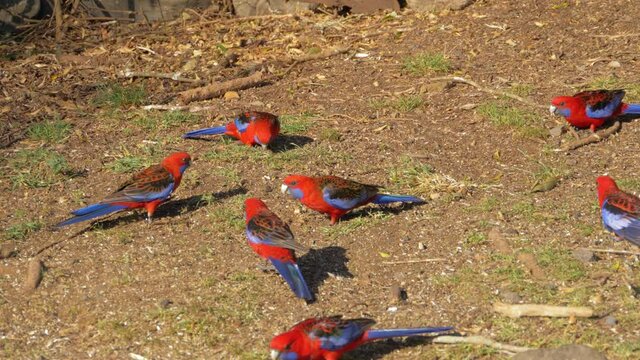 Crimson Rosellas Foraging For Food On The Ground - Lamington National Park In Queensland, Australia - static shot