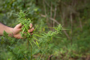 man's hands holding marijuana plant