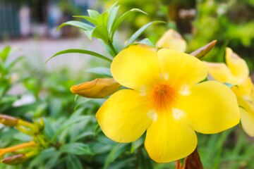 yellow flower call Allamanda  on branch