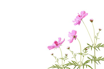 Fototapeta na wymiar Pink Cosmos and leaves on white background, digital draw, botanical illustration for design, vector.