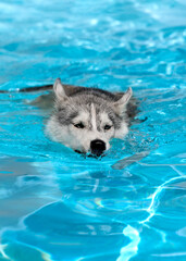 A young Siberian Husky female dog with blue eyes is swimming in a pool. She has wet grey and white fur. The water has an azure and blue color, with waves and splashes. It's a sunny summer day.
