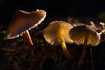 Mushrooms containing psilocybin on a dark background. Hallucinogenic mushrooms. A photograph with a shallow depth of field. Selective focus on the central mushroom.