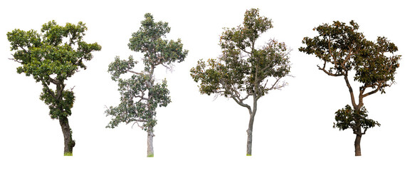 Collection of isolated trees on white background.