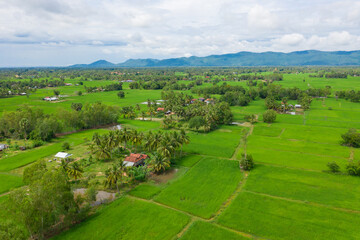 Fototapeta na wymiar Aerial drone photo showing severe drought conditions affecting the rice field . 