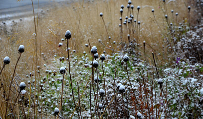 perennial beds with ornamental flowers and grasses. lightly covered with a layer of fresh snow. the...