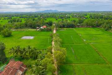 Aerial drone photo showing severe drought conditions affecting the rice field . 