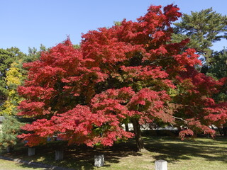 Japanese maple with red-green leaves