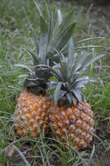 fresh pineapple against a natural backdrop
